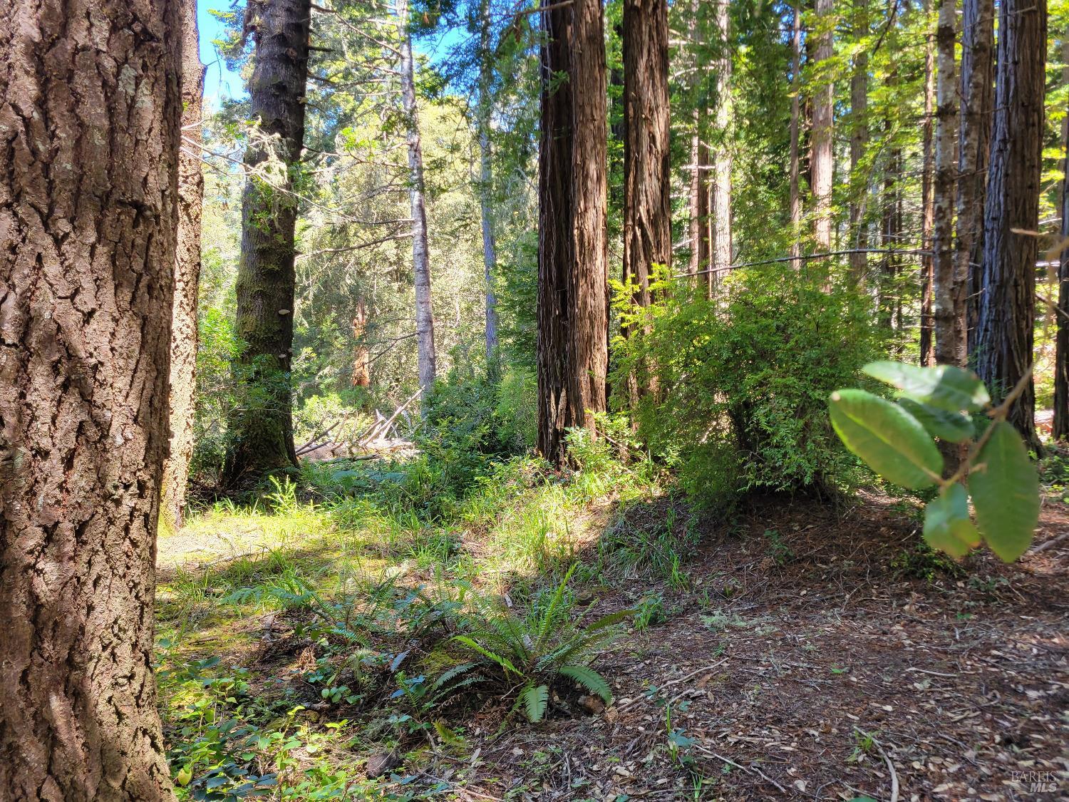 315 Chinquapin Lane The Sea Ranch, CA 95497 - Photo 1 of 18 a backyard of a house with lots of green space