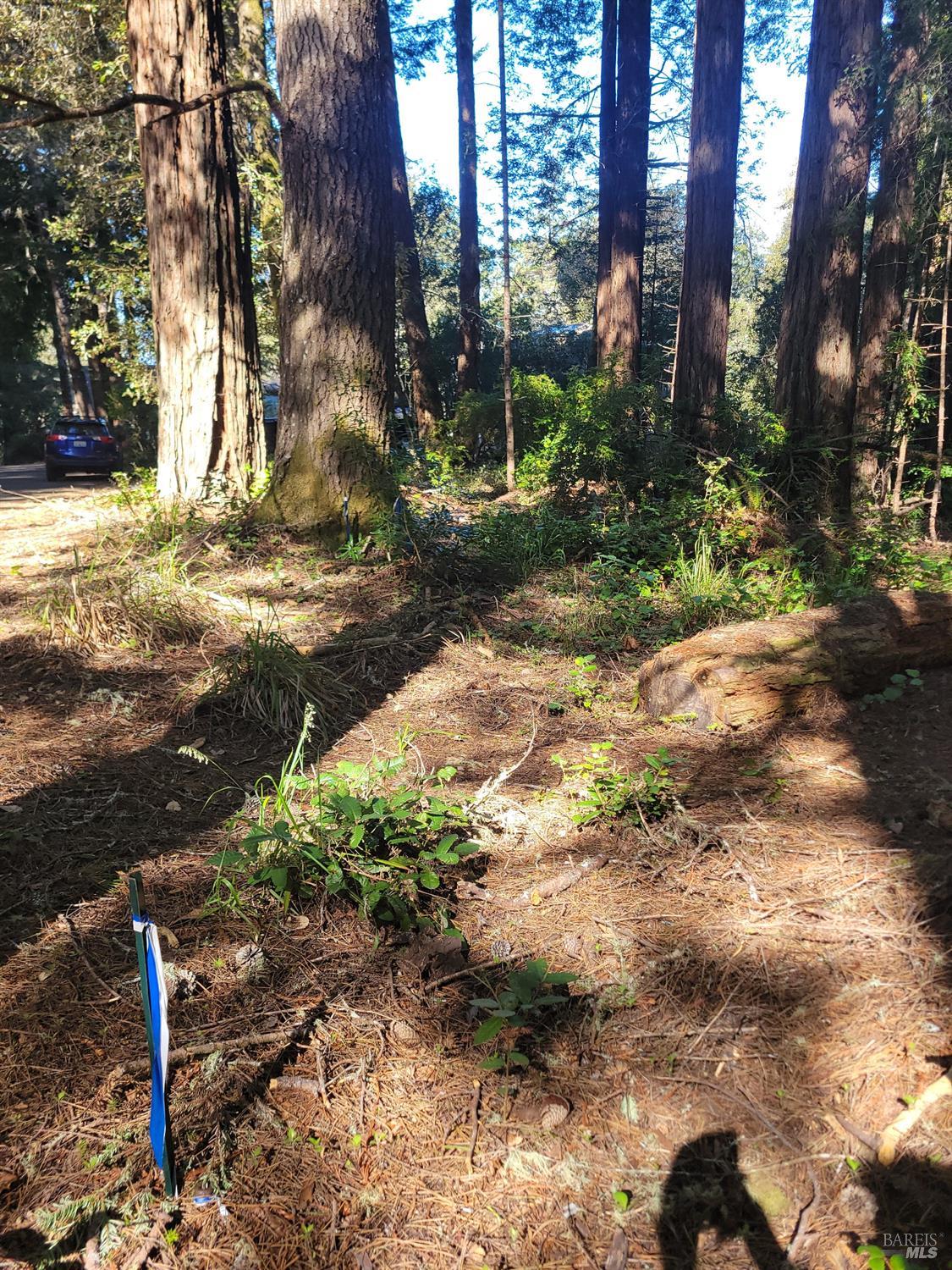 315 Chinquapin Lane The Sea Ranch, CA 95497 - Photo 18 of 18 a view of road with large trees