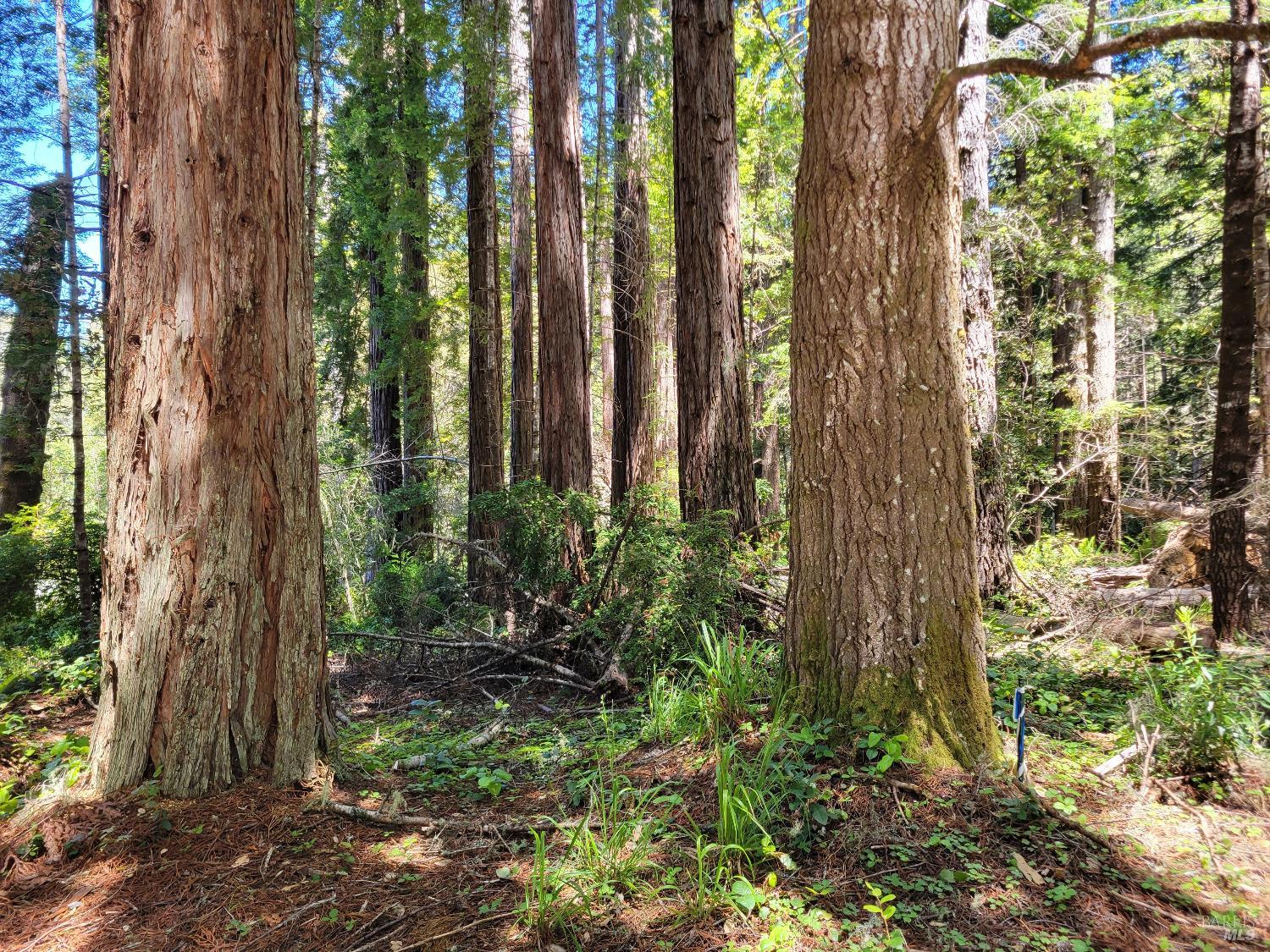 315 Chinquapin Lane The Sea Ranch, CA 95497 - Photo 2 of 18 a view of backyard with plants and large trees