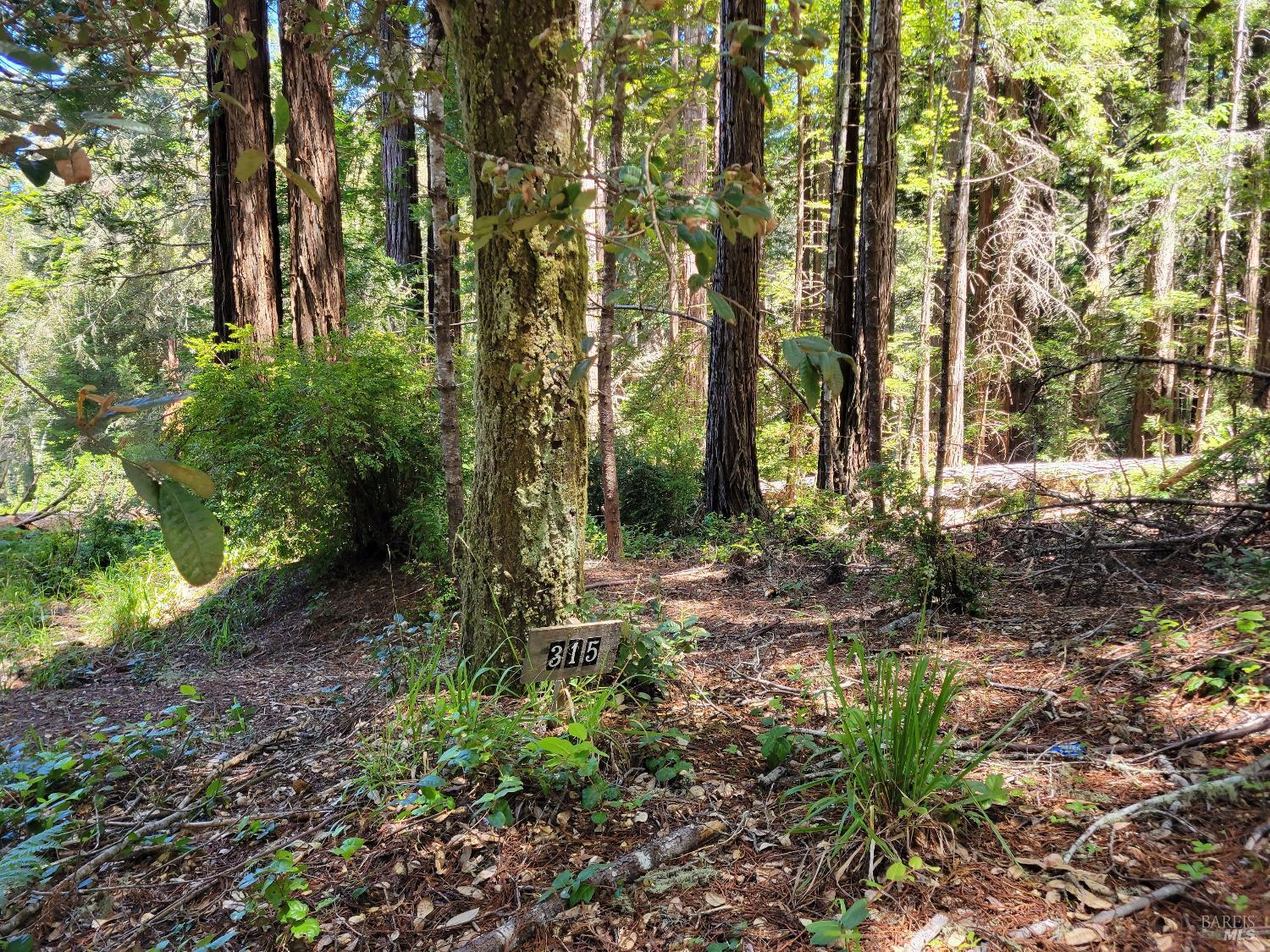 315 Chinquapin Lane The Sea Ranch, CA 95497 - Photo 3 of 18 a backyard of a house with lots of green space