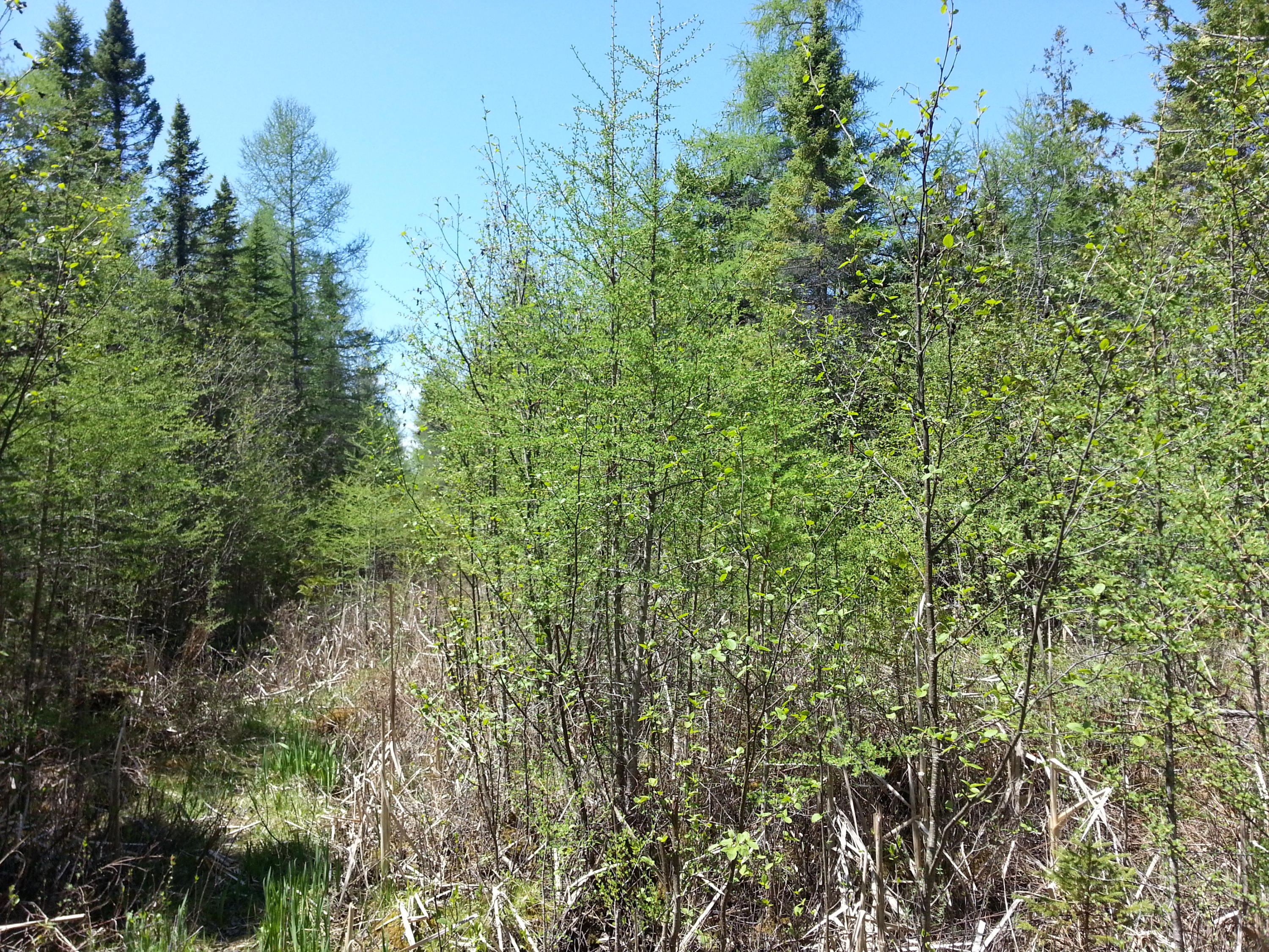 Irwin Road Alpena, MI 49707 - Photo 14 of 21 Gallery Image 14