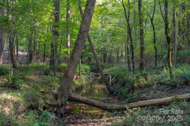 a view of a forest with a trees