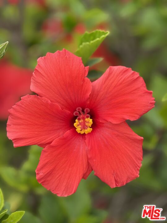 20776 Big Rock Drive Malibu, CA 90265 - Photo 26 of 67