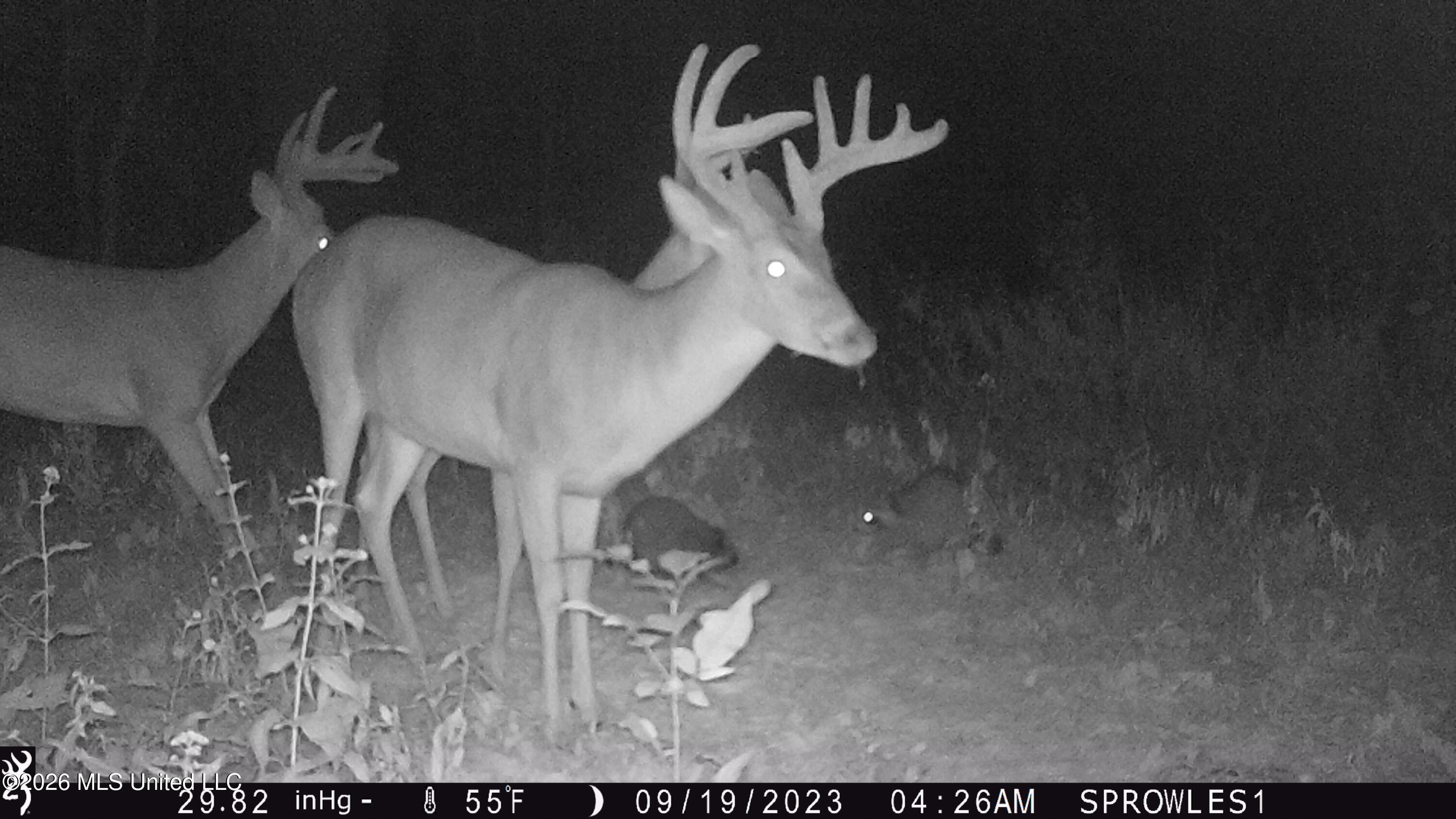 Leesburg Road Pelahatchie, MS 39145 - Photo 12 of 15 IMG_0316