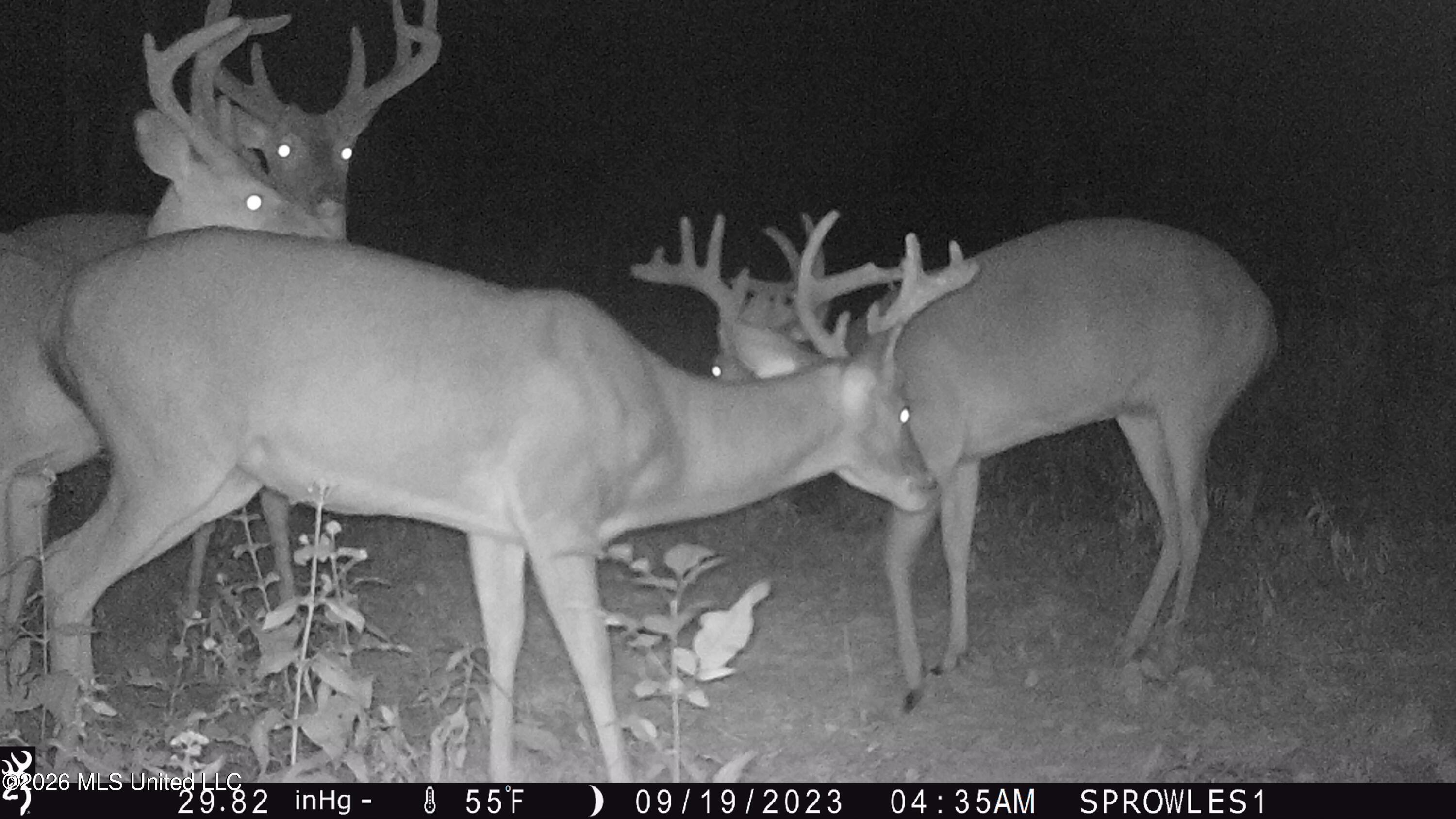 Leesburg Road Pelahatchie, MS 39145 - Photo 13 of 15 IMG_0331