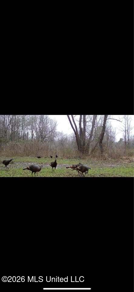 Leesburg Road Pelahatchie, MS 39145 - Photo 14 of 15 543845337_2182516945493316_7753062407230