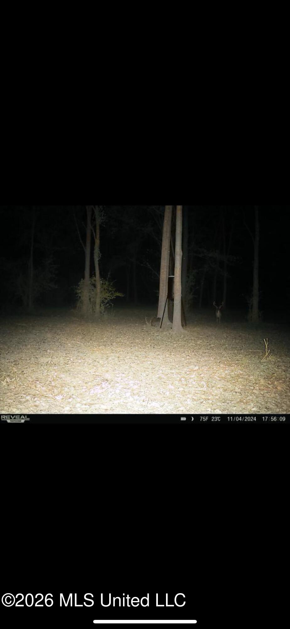 Leesburg Road Pelahatchie, MS 39145 - Photo 6 of 15 IMG_9260