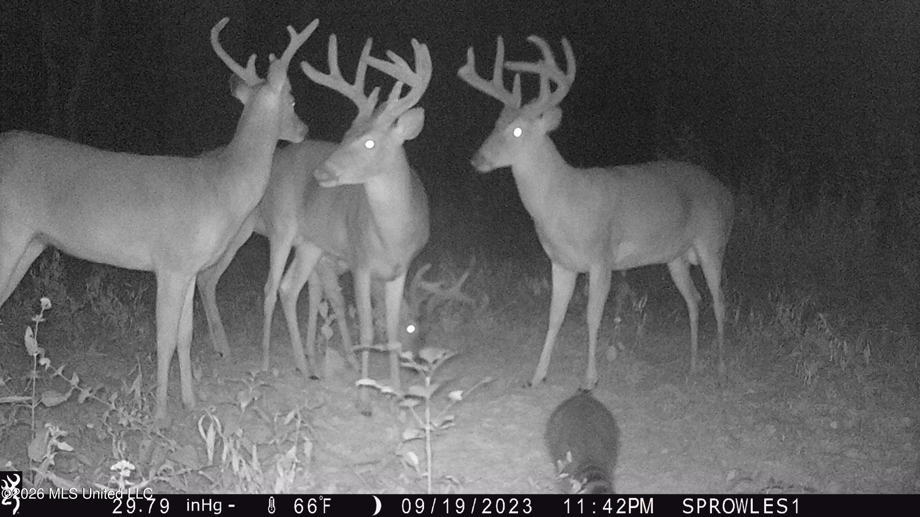 Leesburg Road Pelahatchie, MS 39145 - Photo 7 of 15 IMG_0515