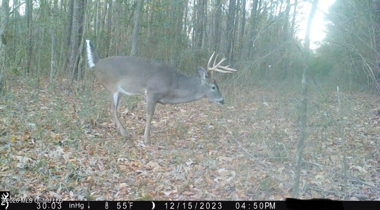 Leesburg Road Pelahatchie, MS 39145 - Photo 8 of 15 IMG_1596