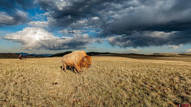 a view of a yard and an empty space