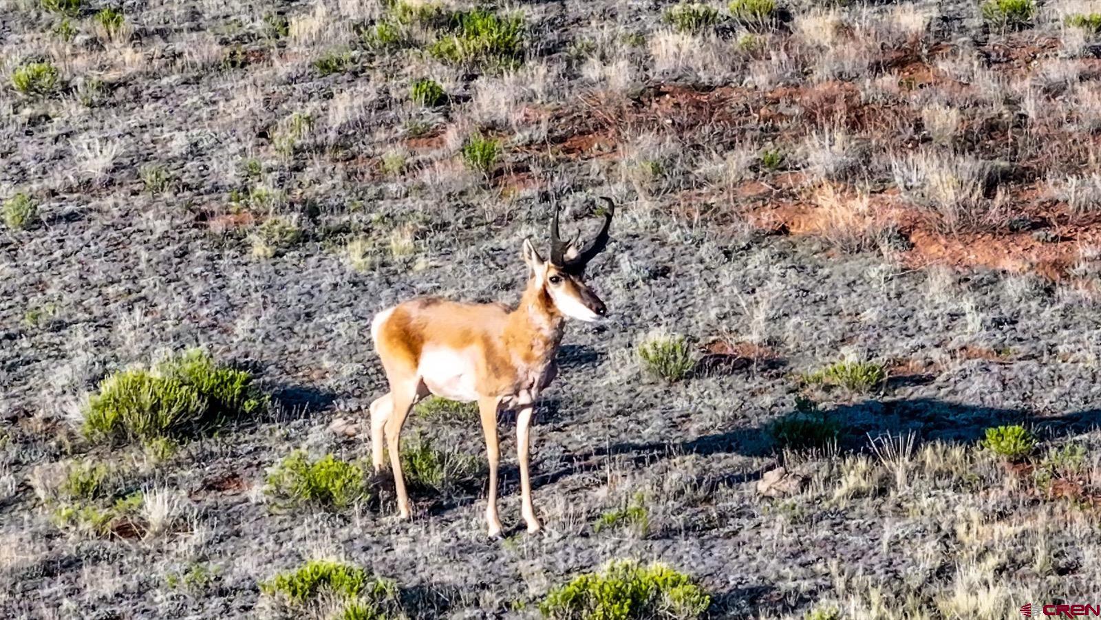 33145 Highway 9 Hartsel, CO 80449 - Photo 19 of 43 a view of statue in a garden