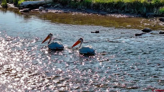 a view of an ocean from a yard