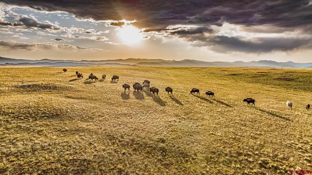 a view of a large body of water with lots of trees