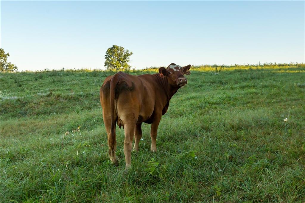 -a-2) Southeast 401st Road Leeton, MO 64761 - Photo 13 of 47