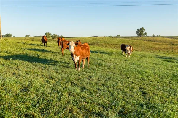 $99,500 | 0 Southeast 401st (lot A-2) Street, Leeton, MO 64761