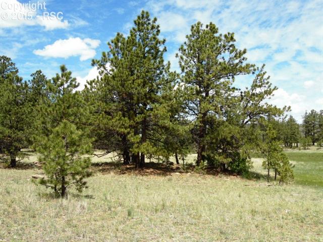 1170 Doe Valley Road Guffey, CO 80820 - Photo 6 of 14 Level and accessible