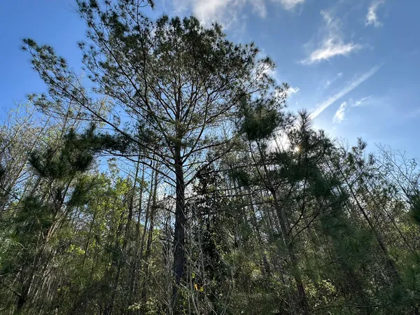 $169,900 | Lot A Lot A Snider Avenue, Frisco City, AL 36445