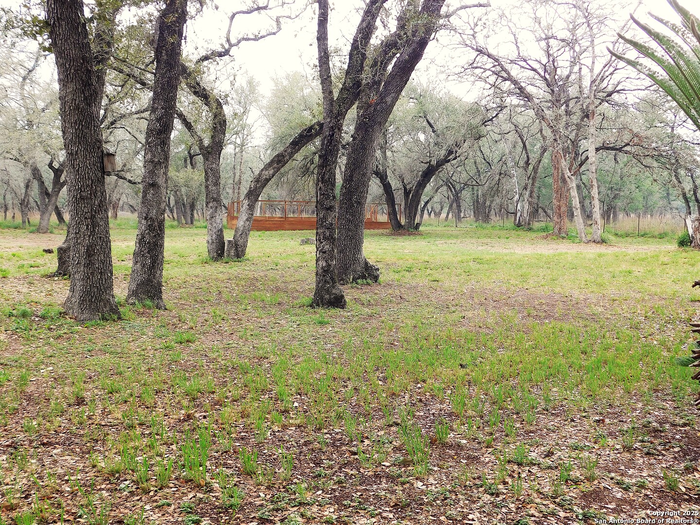 525 Cherry Ridge Floresville, TX 78114 - Photo 33 of 35 a view of backyard with tree