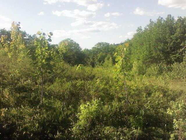 0 Dam Road Beddington, ME 04622 - Photo 1 of 5 Photo
