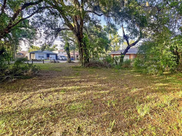 a view of a forest with a tree