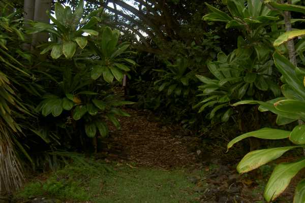 81-6247 Piko Road Captain Cook, HI 96704 - Photo 11 of 13 a backyard of a house with lots of green space