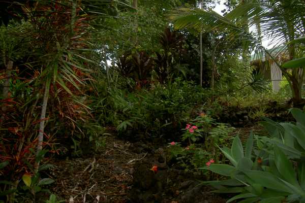 81-6247 Piko Road Captain Cook, HI 96704 - Photo 12 of 13 a view of a garden with plants
