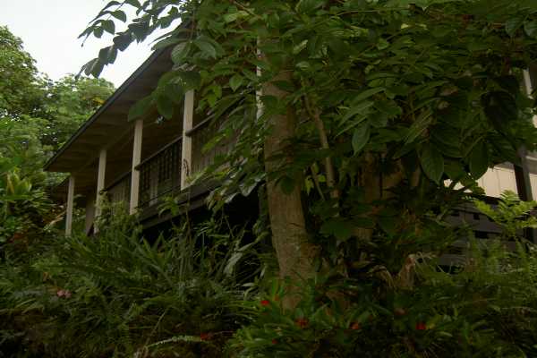 81-6247 Piko Road Captain Cook, HI 96704 - Photo 13 of 13 a backyard of a house with lots of plants and trees