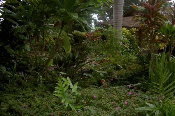81-6247 Piko Road Captain Cook, HI 96704 - Photo 6 of 13 a view of a plant in a garden