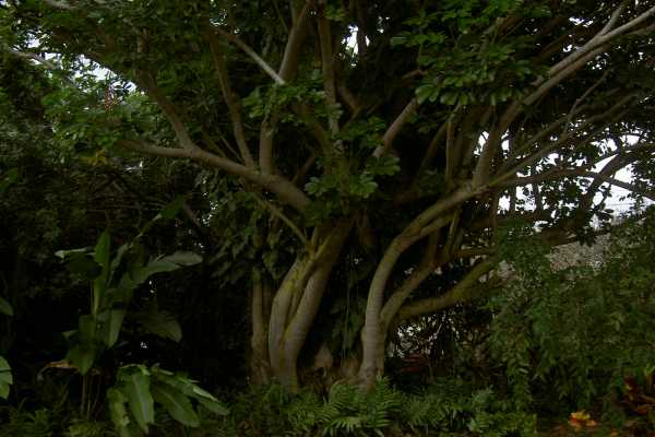 81-6247 Piko Road Captain Cook, HI 96704 - Photo 8 of 13 a plant view