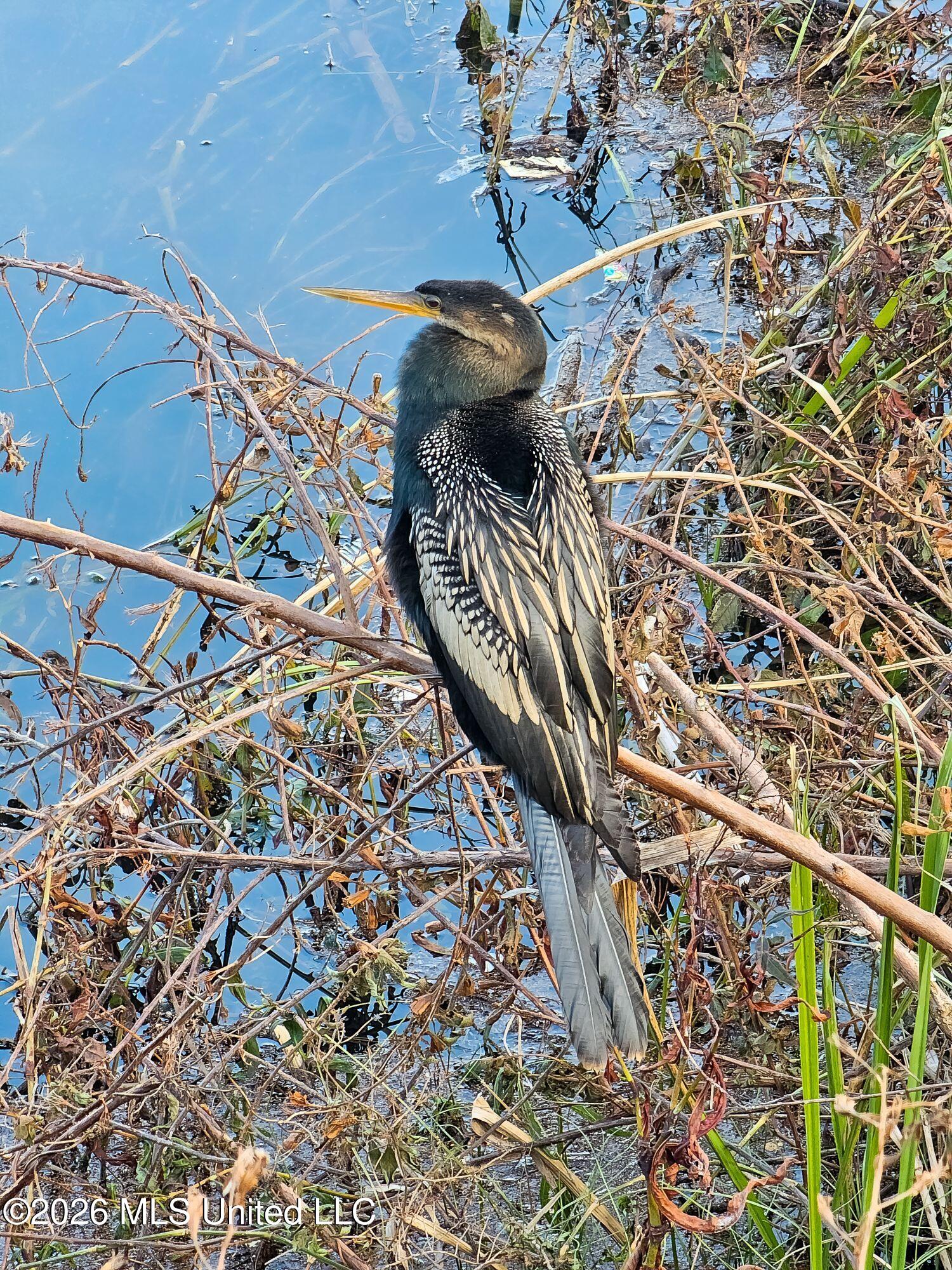 4707 Griffin Street Moss Point, MS 39563 - Photo 41 of 42 Resized_20240117_160732