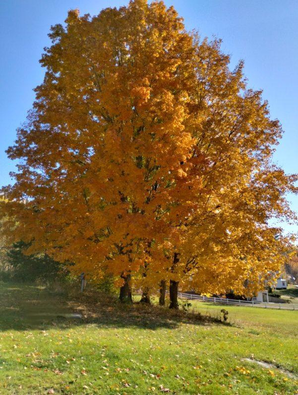 39 Lake View Drive Smithfield, ME 04978 - Photo 36 of 39 FallFoliage Front Yard