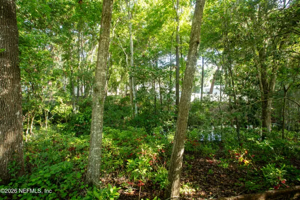 a view of a lush green forest