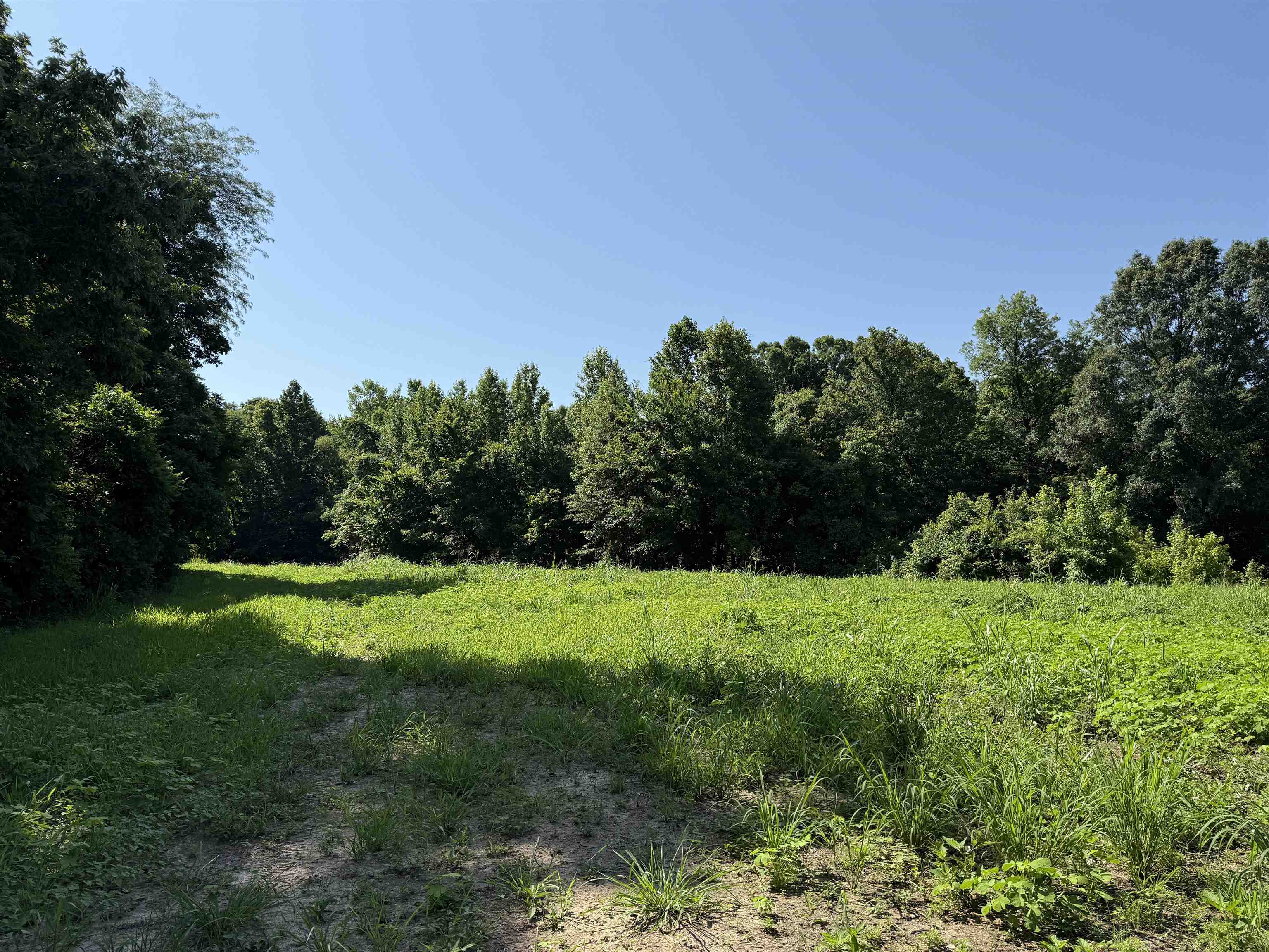0 Dixon Road Millington, TN 38053 - Photo 8 of 14 View of woods
