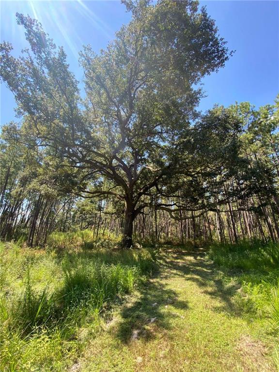 29424 George White Road Holden, LA 70744 - Photo 2 of 15