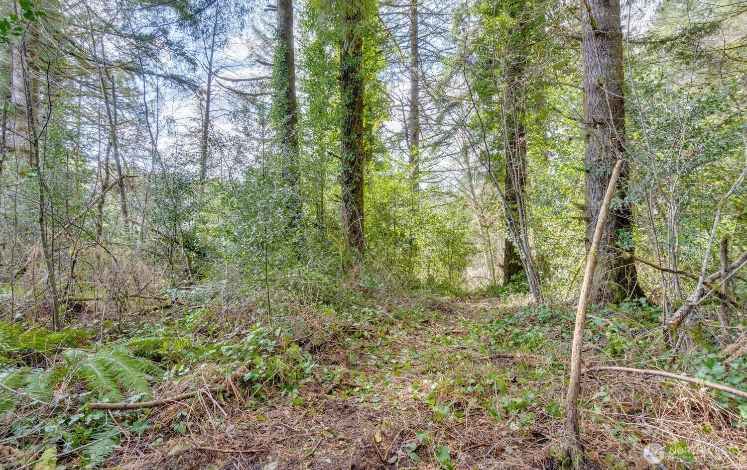 0 Northeast Cedar Creek Road Amboy, WA 98601 - Photo 4 of 21