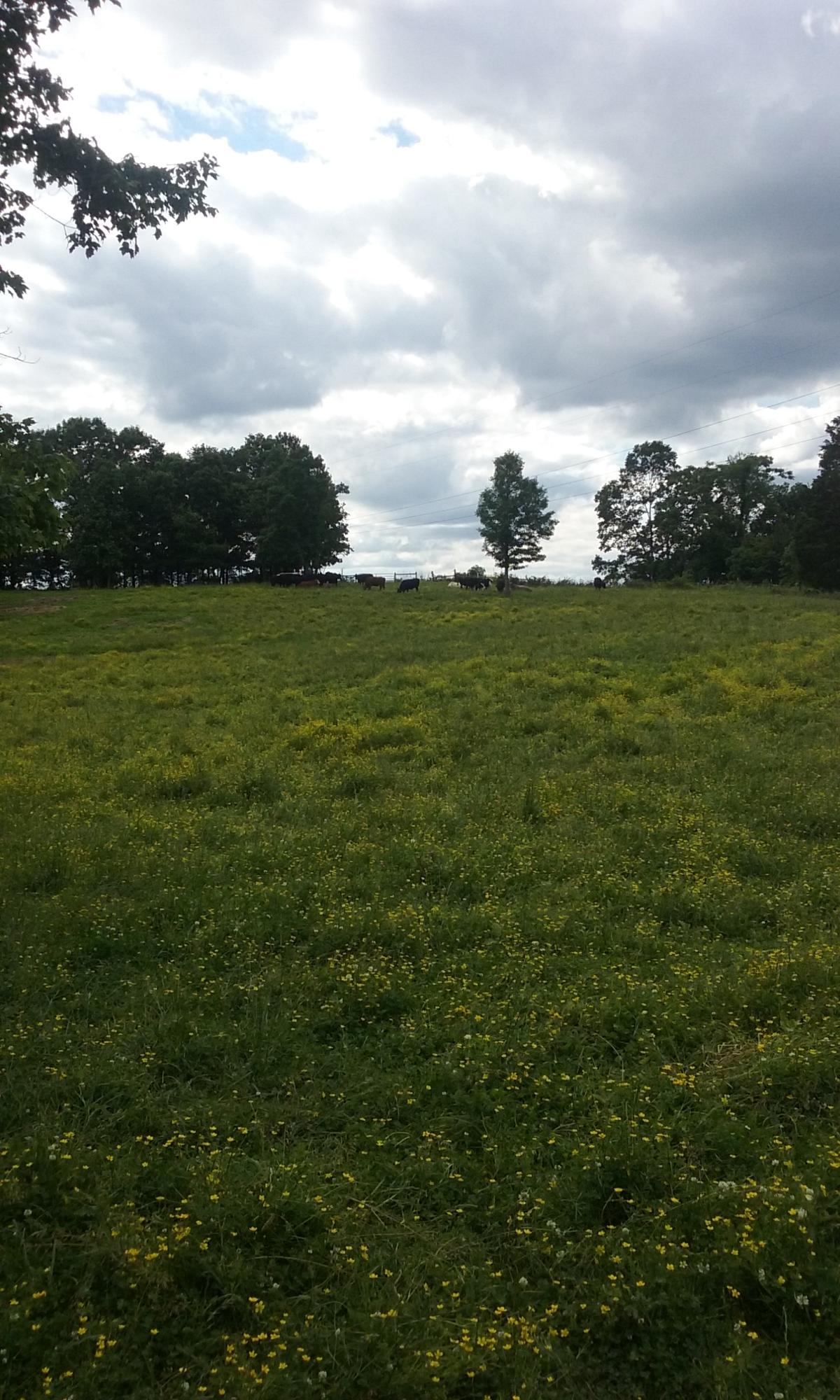 Stockton Valley Road Philadelphia, TN 37846 - Photo 1 of 8 095