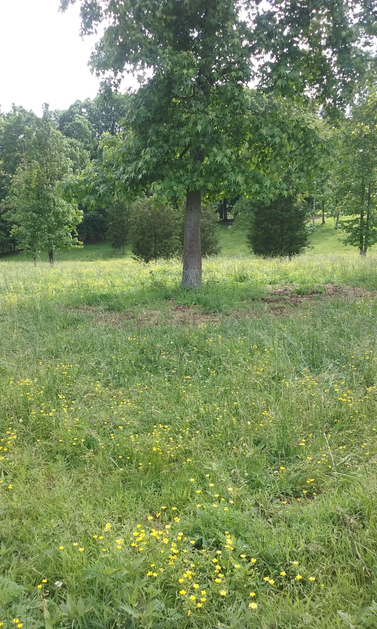 Stockton Valley Road Philadelphia, TN 37846 - Photo 7 of 8 088