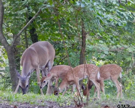 $50,000 | Tbd Armadillo Drive, Murchison, TX 75778