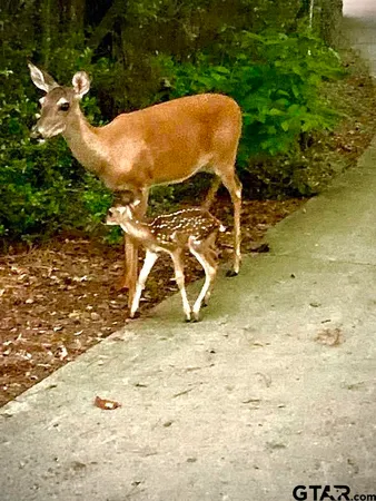 $50,000 | Tbd Armadillo Drive, Murchison, TX 75778