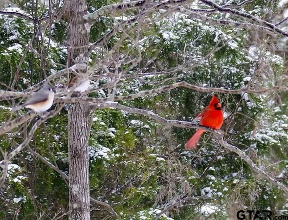 $50,000 | Tbd Armadillo Drive, Murchison, TX 75778