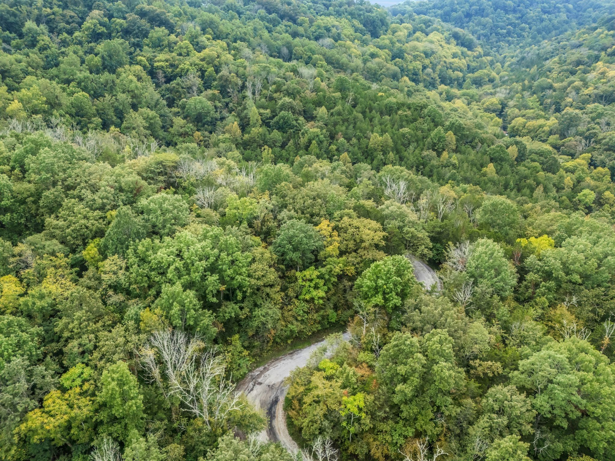 0 Poplar Flatt Road Silver Point, TN 38582 - Photo 13 of 23 a view of a forest with a street