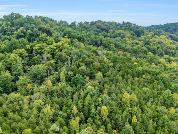 a view of a lush green forest
