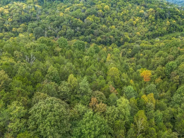 a view of a lush green forest with large trees