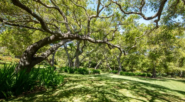 a picture of flowers