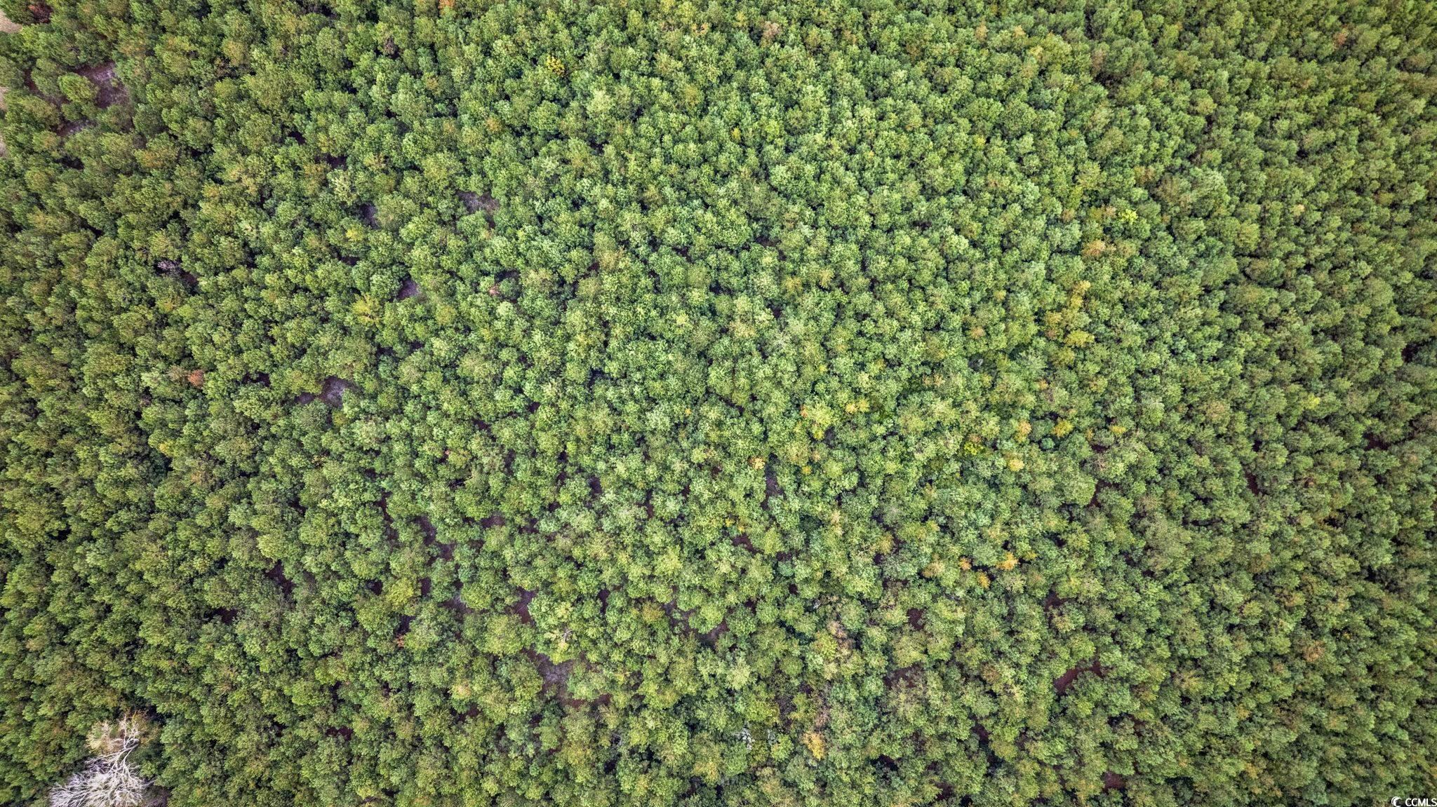 3-9 Creek Landing Road Nichols, SC 29581 - Photo 16 of 18