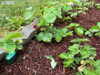 429 Toliver Road Molalla, OR 97038 - Photo 3 of 21 a plant with lots of plants