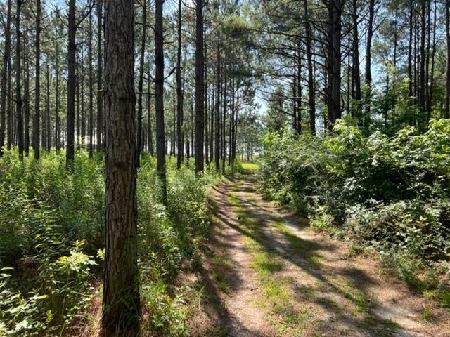 14647 Harrell Road Opp, AL 36467 - Photo 43 of 50 Gallery Image 43