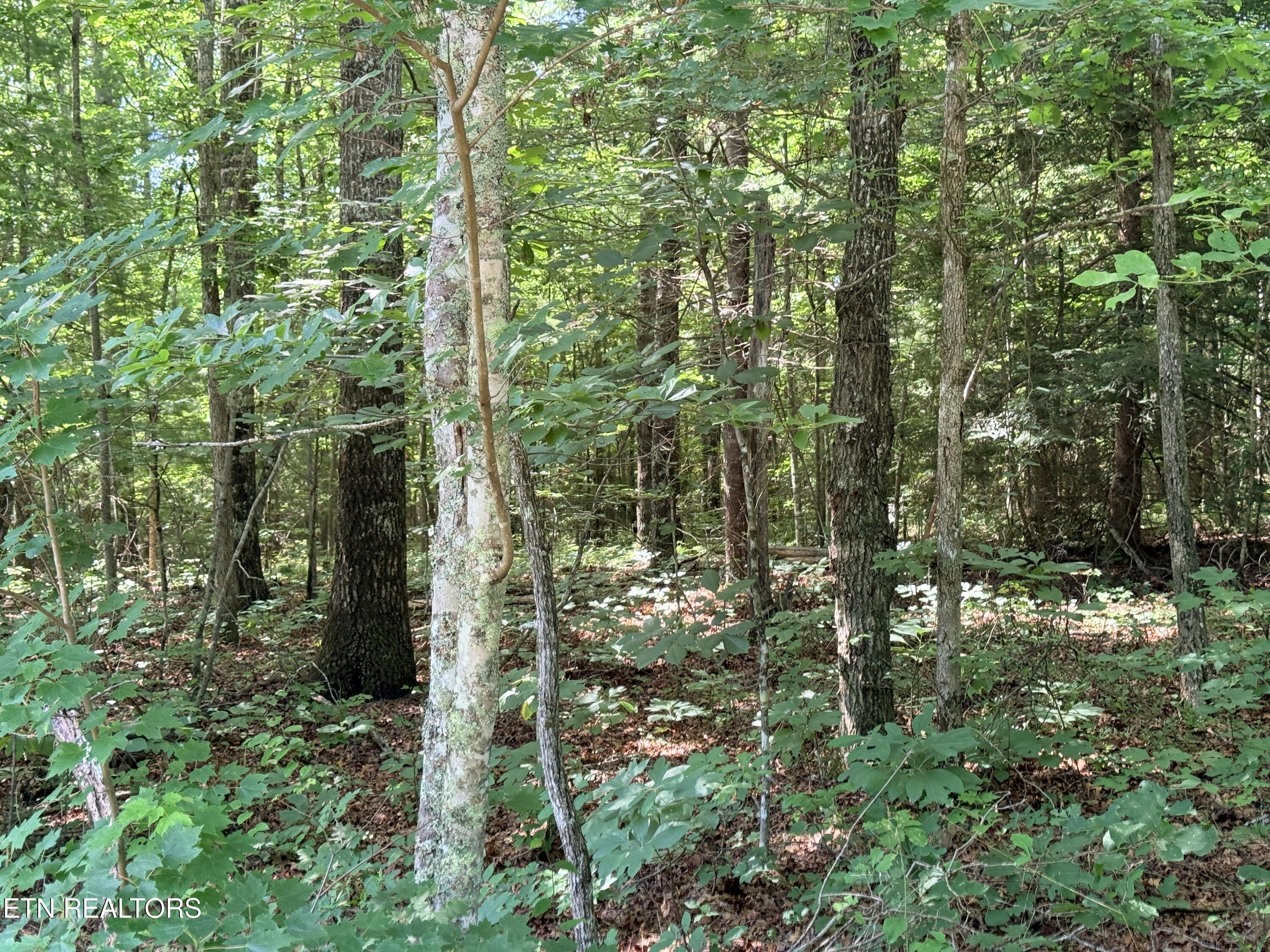390 Georgee Road Jamestown, TN 38556 - Photo 2 of 14 IMG_8585