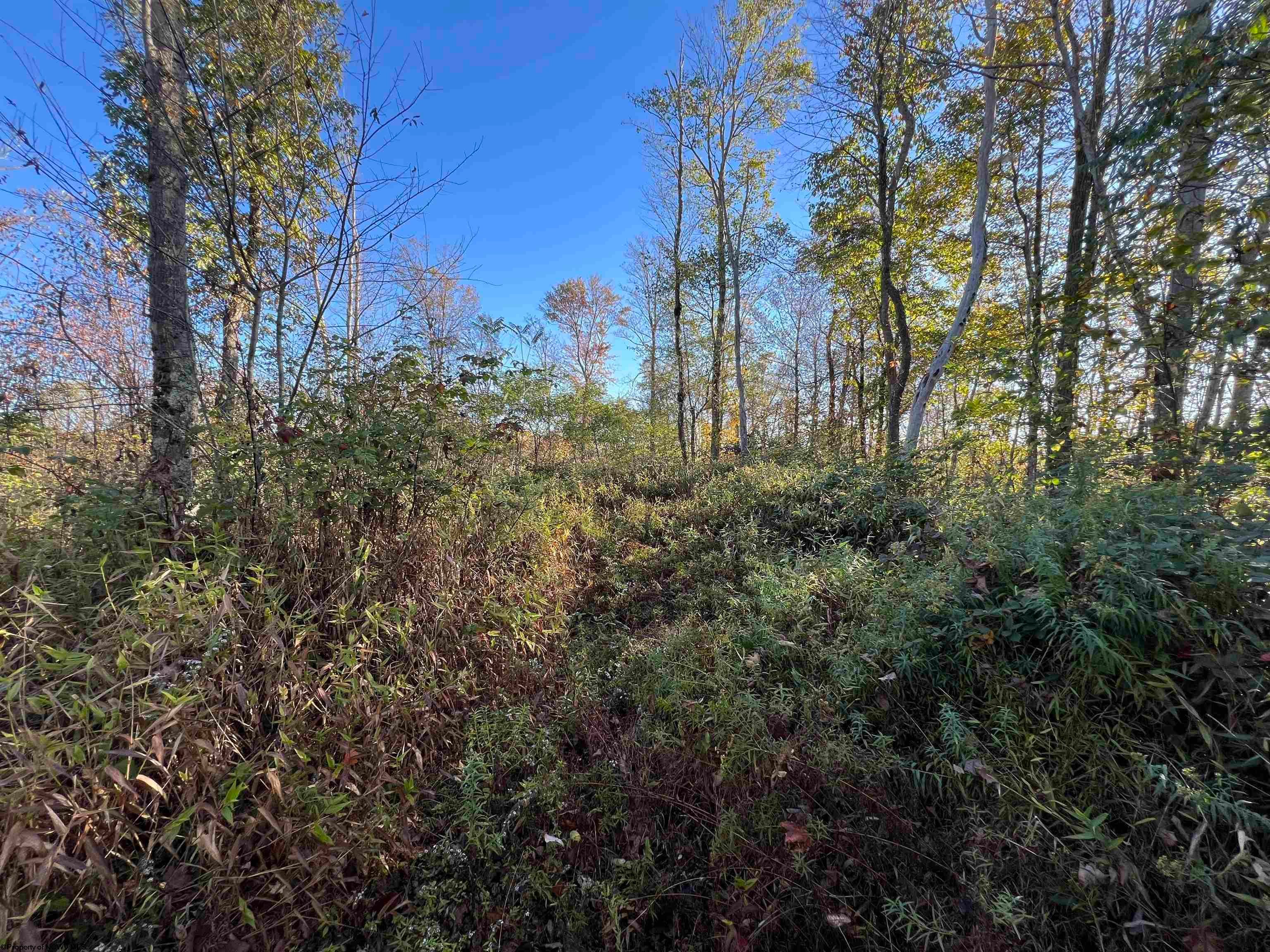 3000 Mount Zion Road Parsons, WV 26287 - Photo 16 of 21 Gallery Image 16