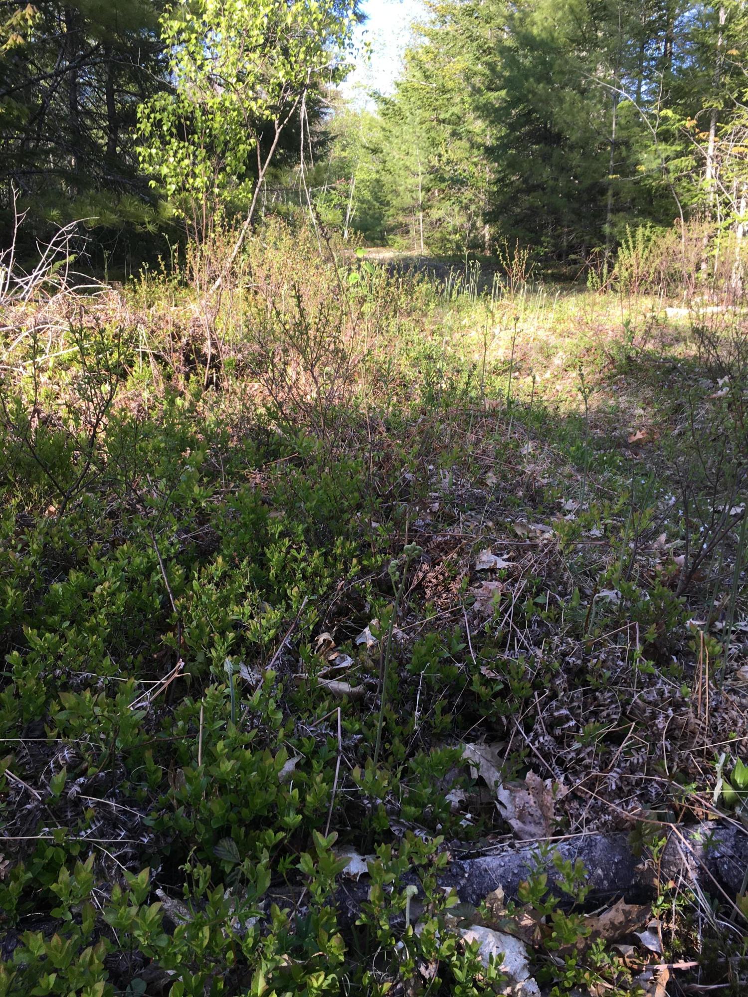 Lot 42 Hedge Bridge Road Woolwich, ME 04579 - Photo 9 of 11 Photo May 24, 5 59 23 PM
